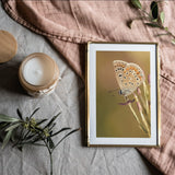 Butterfly 'Brown Argus' Poster