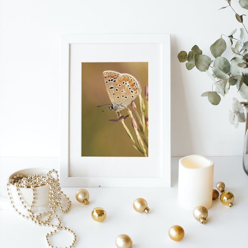 Butterfly 'Brown Argus' Poster