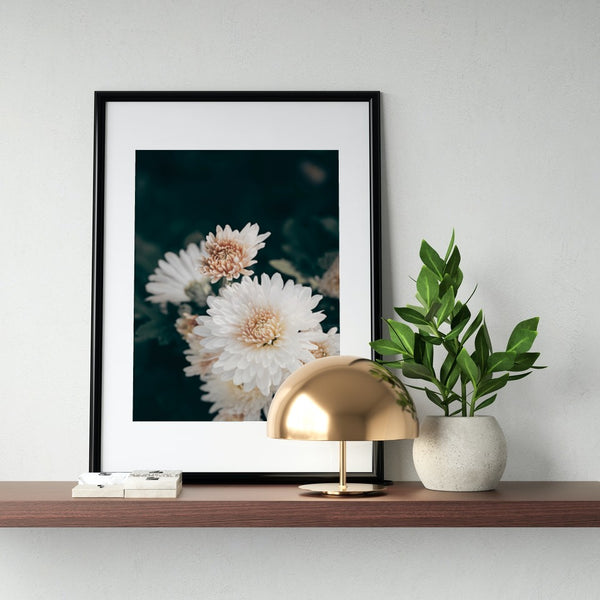 Chrysanthemums 'Daisy' Poster