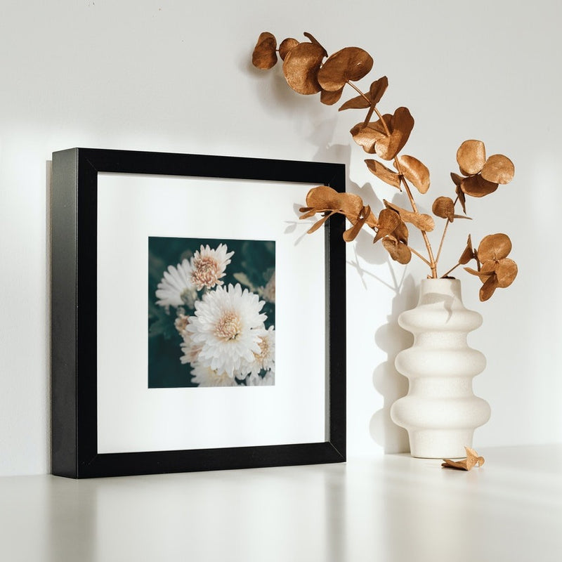 Affiche de marguerite 'Daisy' Chrysanthemums