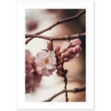 Affiche de printemps des fleurs de cerisier