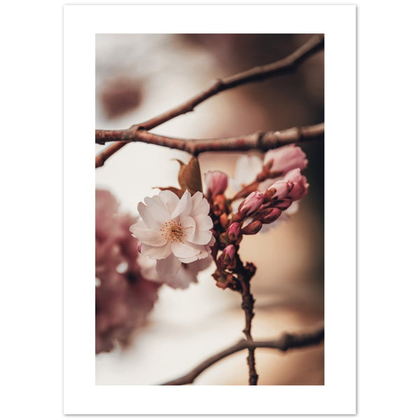Cartel de la primavera 'de las flores de cerezo