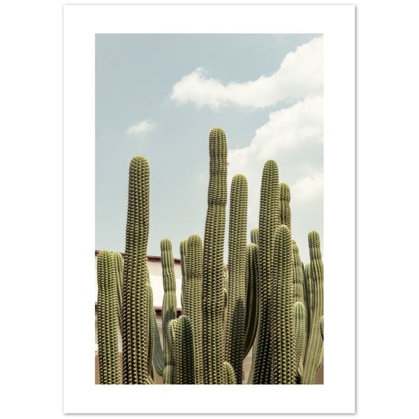 Cartel del cielo azul del cactus
