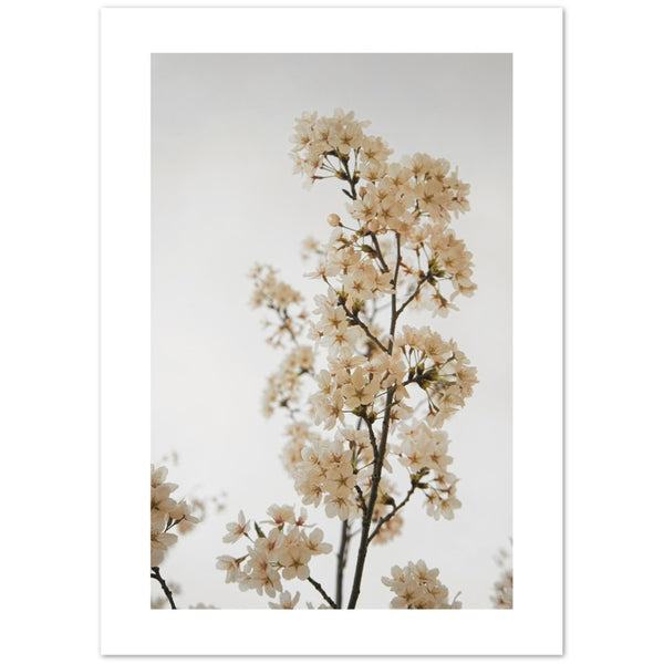 Cartel de las flores de cerezo 'Flourish'