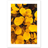 Cartel de hojas de árboles 'oro amarillo'