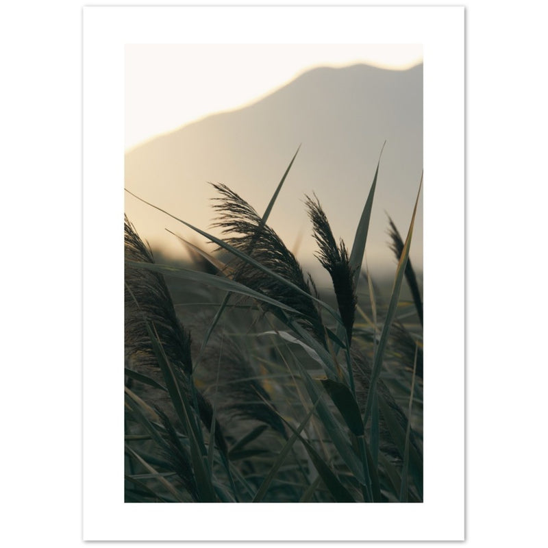 Cartel de las hierbas de la pluma 'amanecer'