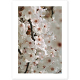Cartel de las flores de cerezo 'floreciente'