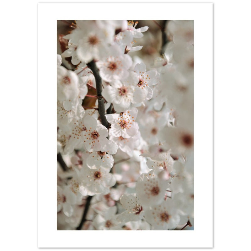 Poster di fioritura dei fiori di ciliegio