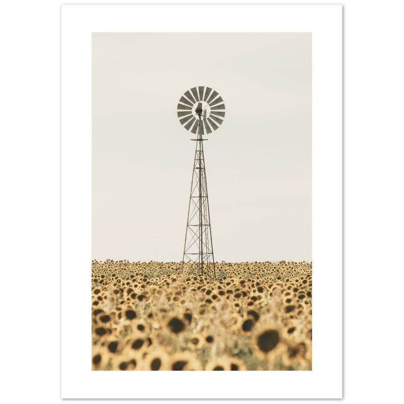 Zonnebloem veld 'pinwheel' poster