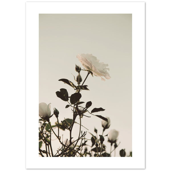 Poster di seppia di rose selvatiche bianche