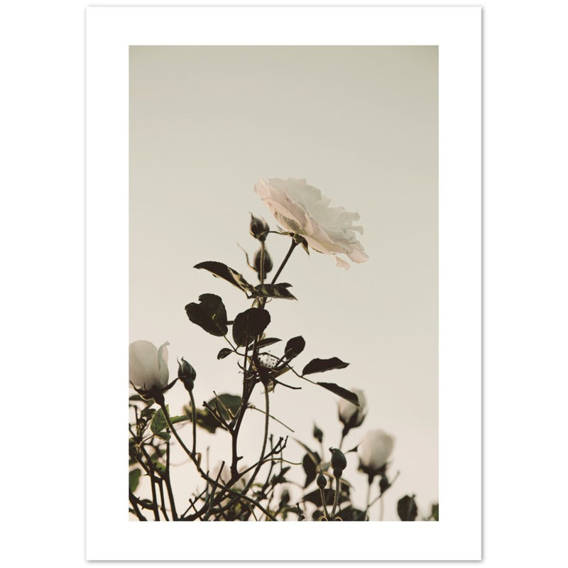 Cartel de la sepia blanca de las rosas silvestres