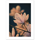 Magnolia 'bloeiende' poster