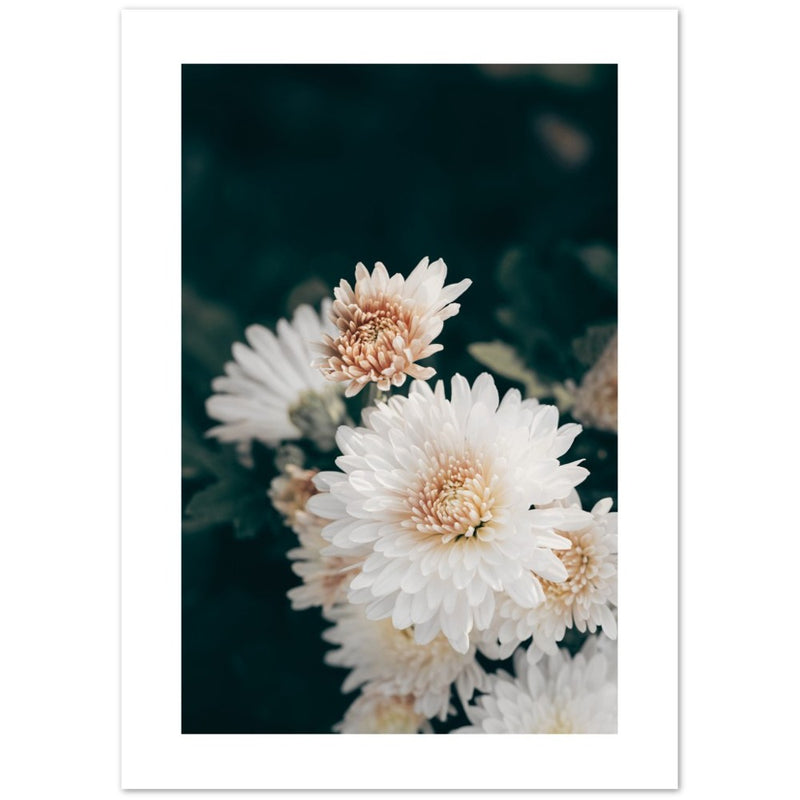 Chrysanthemen 'Daisy' Poster