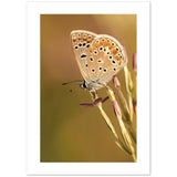 Schmetterling 'Brown Argus' Poster