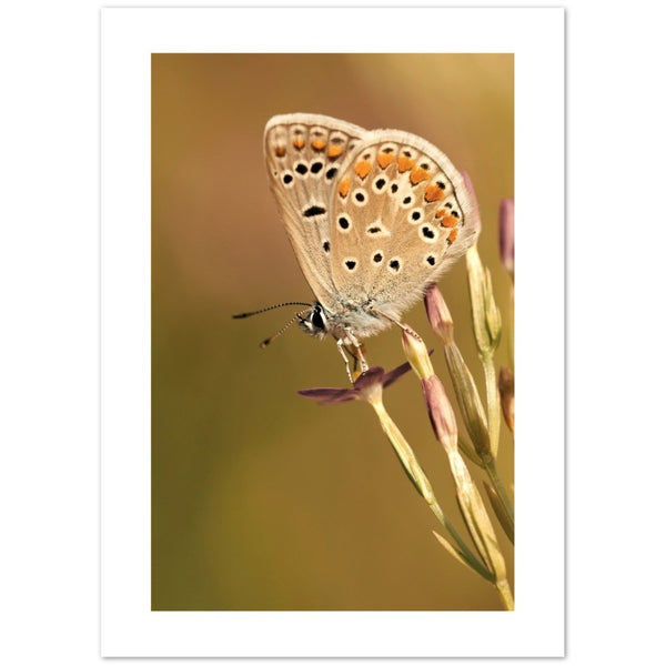 Cartel de mariposa 'marrón argus'
