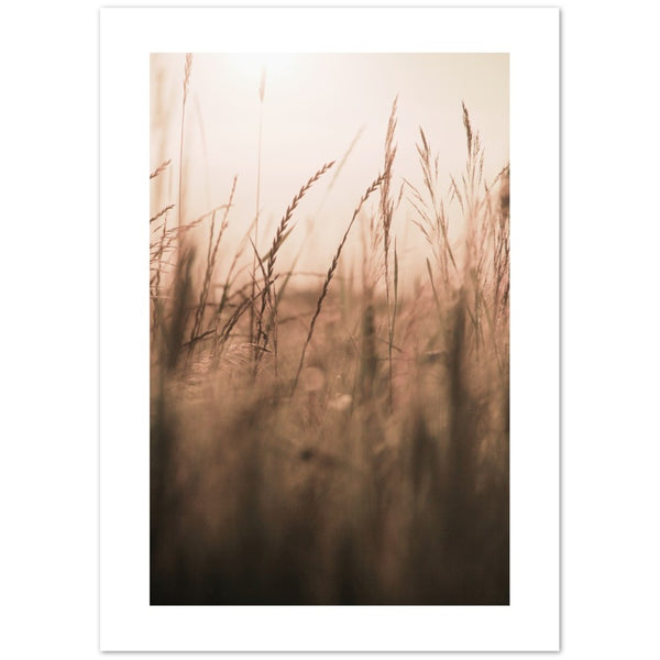 Feather grasses 'Dusk' poster
