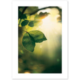 Grüne Blätter 'Sunbeams' Poster