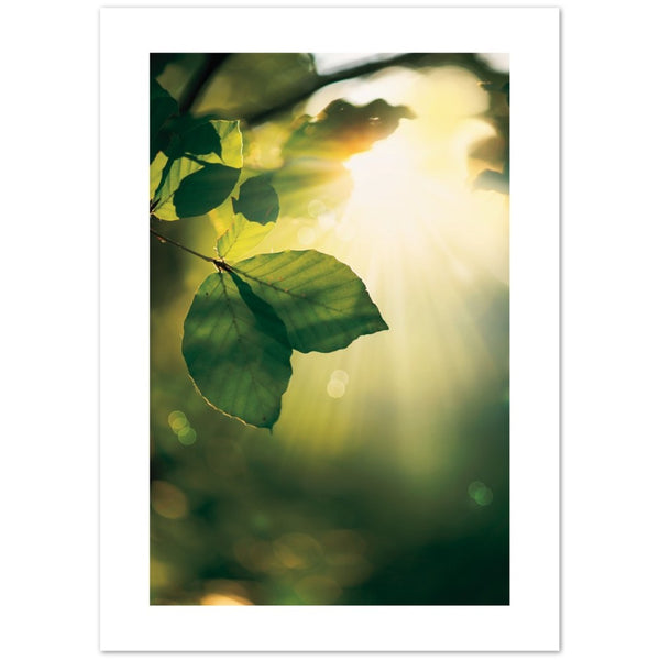 Cartel de las rayos de sol de las hojas verdes